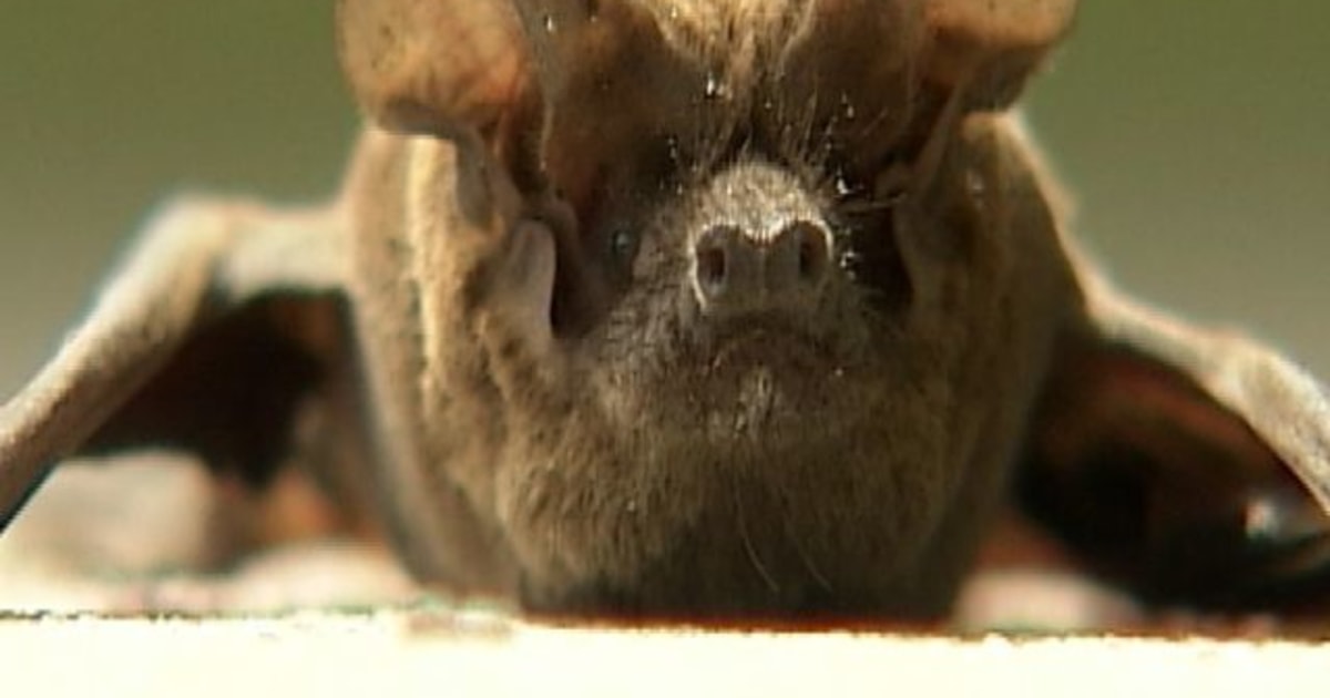 Bat infestation creates nightmare for residents